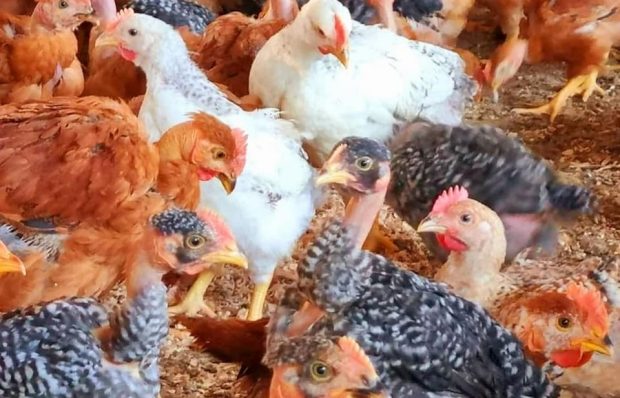 PT0000488, Loan for the development of a poultry farm