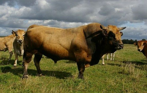 LT0000383, Loan for the expansion of cattle her with the approved support