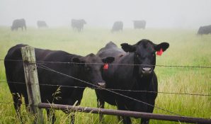 LT0000219, Loan to increase the beef cattle herd