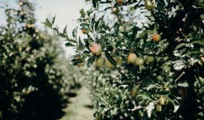 PT0000119, Working capital loan for an apple farm